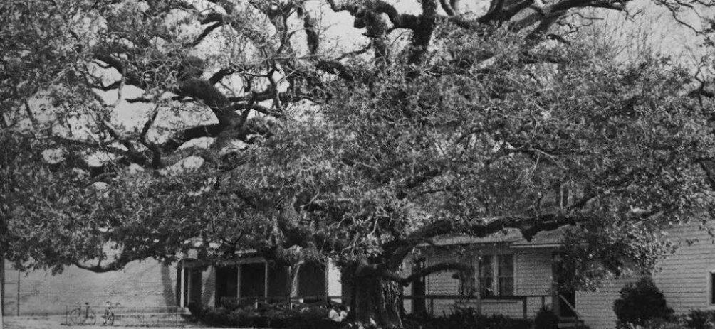 Live Oak Tree in Front of St. Luke's