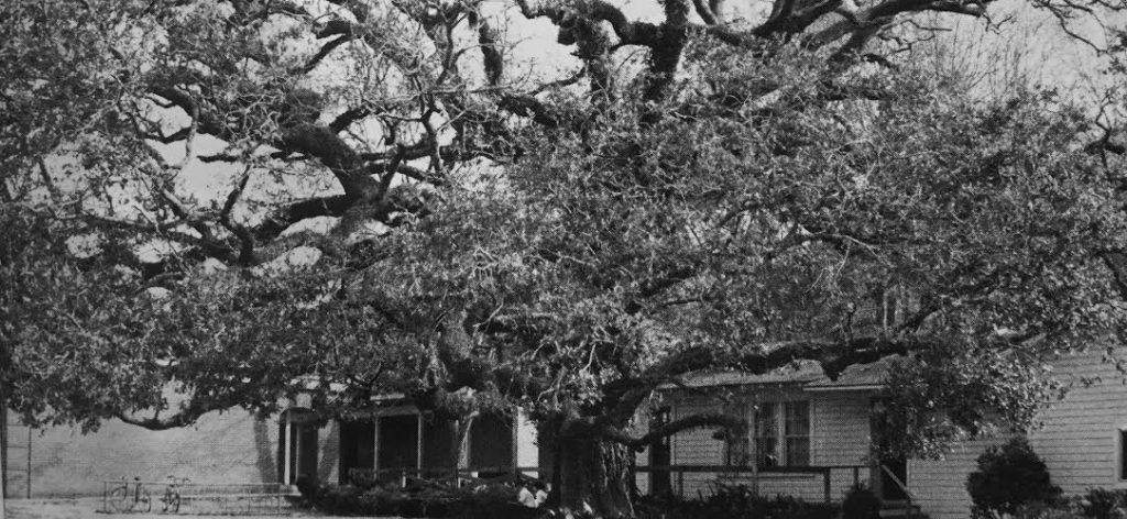 Featured image for “Rooted in Tradition at St. Luke’s”