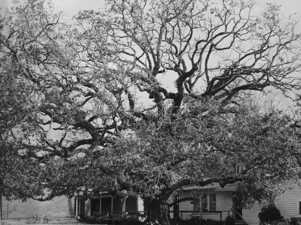 The tradition of mother oak at St. Luke's Episcopal School